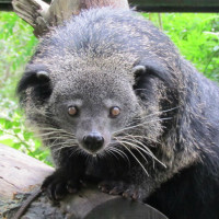 Ефросинья Грибоедова