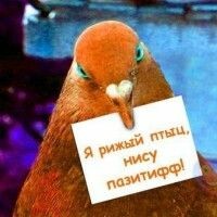 рыжик