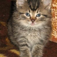 МАРИШАℒℴѵℯ
