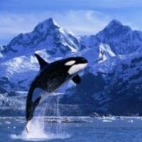 KaSatka