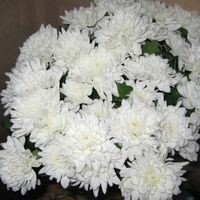 Еськина Наталья