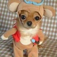 Leia