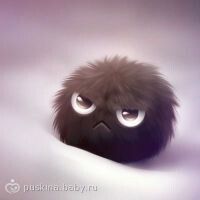 Жена-Мужа