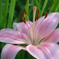 Аскарова Лилия