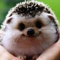Катерина