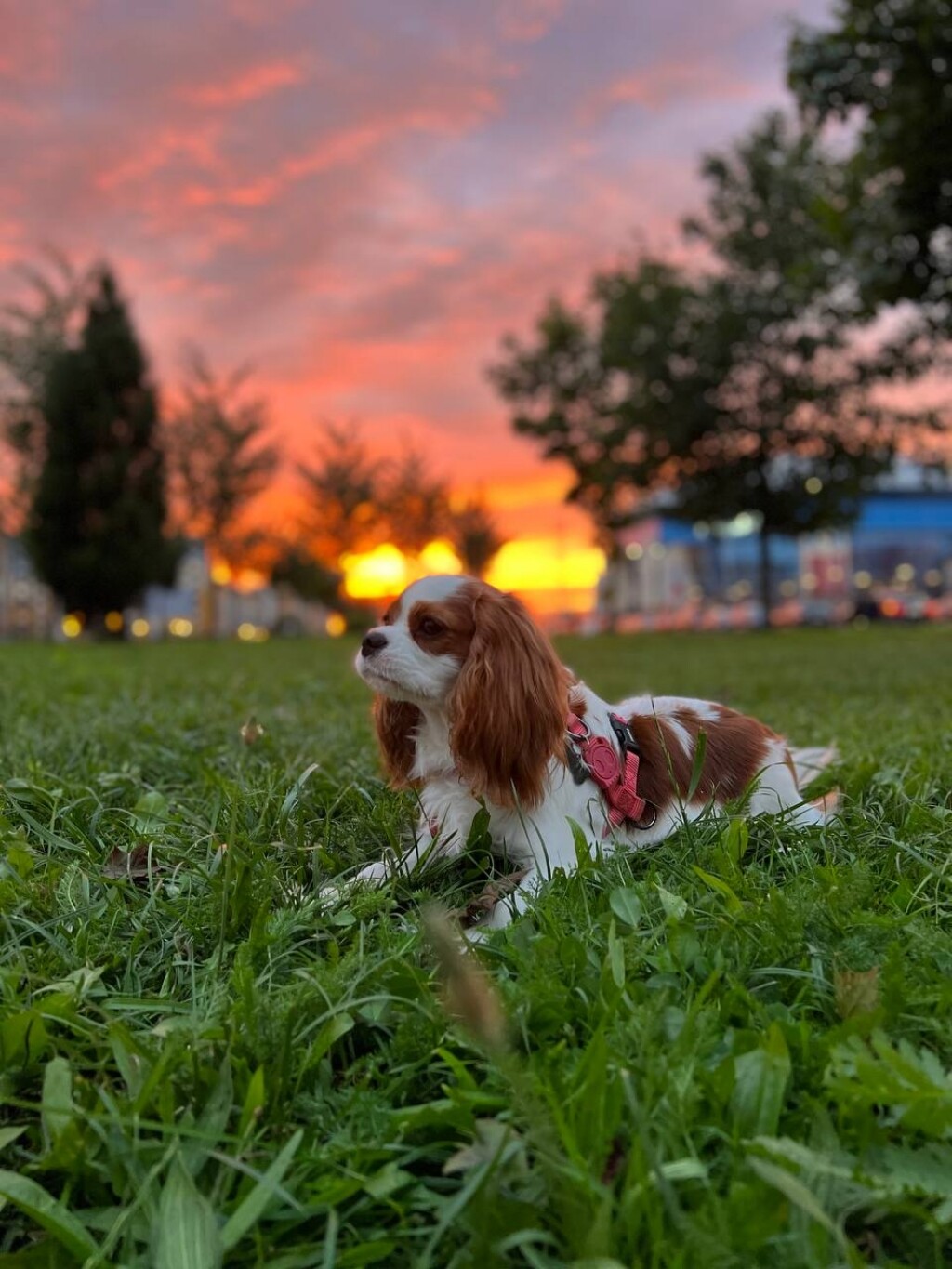 Карина