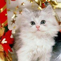 Альбина