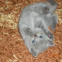 Светик