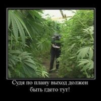 ксюшка петровская