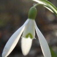 Primavera