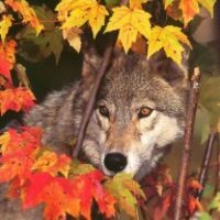 Мария Хуторская