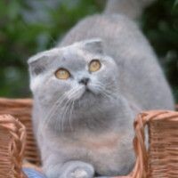 ღФиджиღ