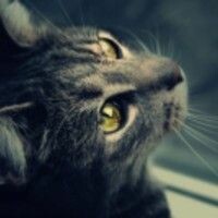 МамаДвухКотят