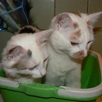 Емельянова Анастасия