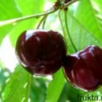 ЧуРеШеНкА