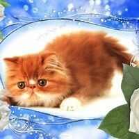 вязко елена