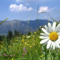 Aregina
