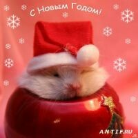 МышкаCтрептизёрша