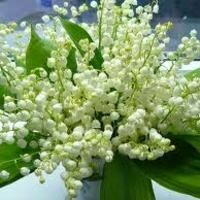 айсель агаева