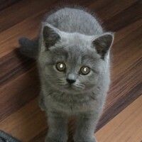 Катя