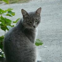 Шелестова Елена