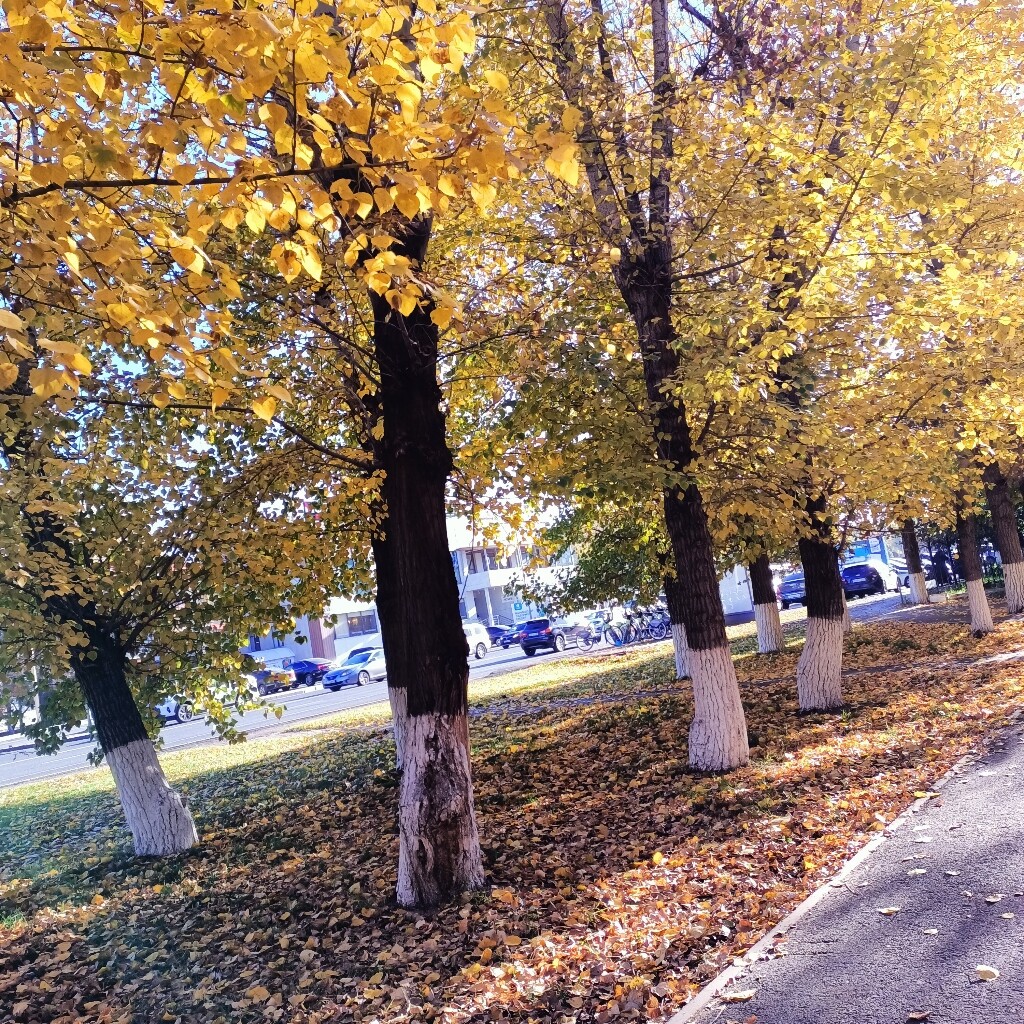 Ольга