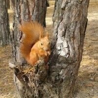 Леночка
