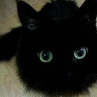 ツХельгаツ ஐツღЧёрныйКотღツஐ