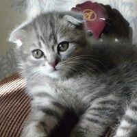 Челси