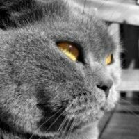КошкаМашка