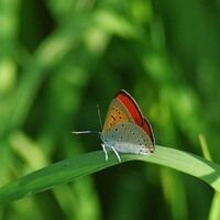 Milaya