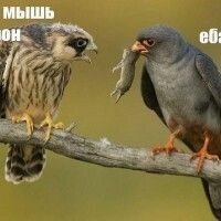Наталья