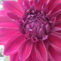 Юлия
