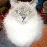 Milla