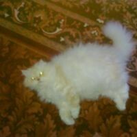 анриэтта