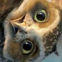 Motherofowlets