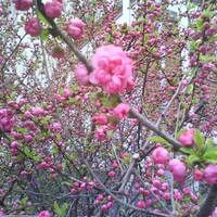 Тариель