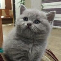 Катя