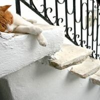 кот