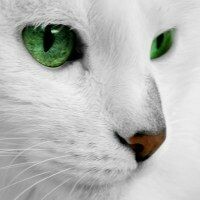 Кошечка