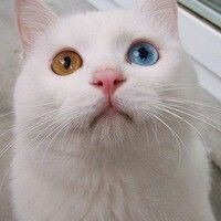Юлия