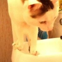 Снежанна