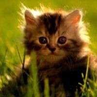 Марина