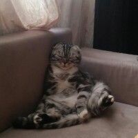 Котофейка