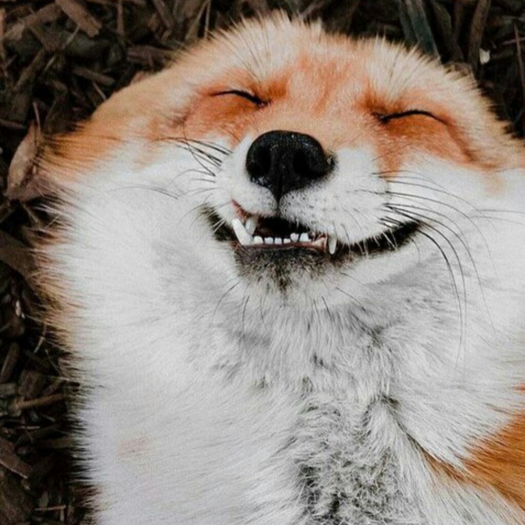 BadFox
