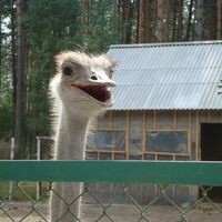 Алена иванова
