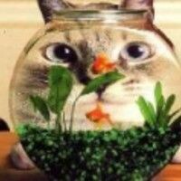 ЧеширскаяКошка